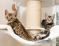 Bengal Katzen